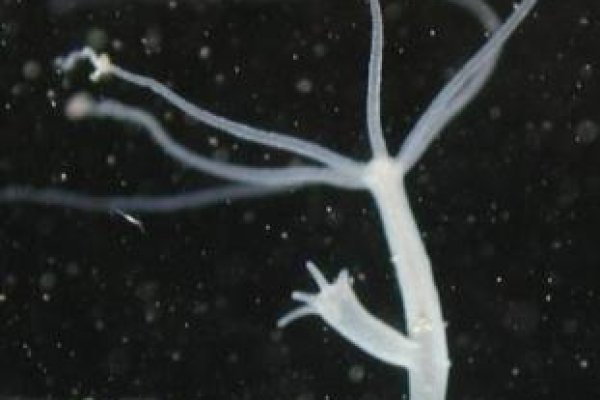 Даркнет каталог